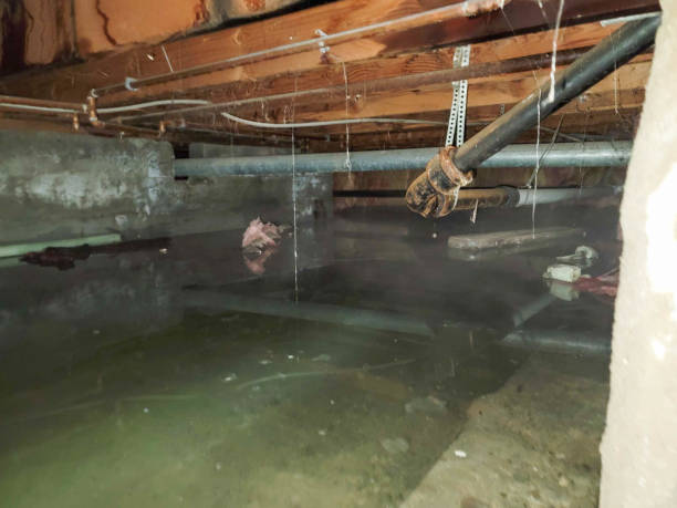 Best Flood damage cleanup  in Long Beach, CA